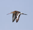 Black-tailed Godwit (Autumn)