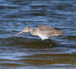 Black-tailed Godwit (Non - breeding)