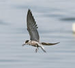 Black Tern