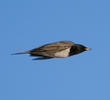 Black-throated Thrush (Male)