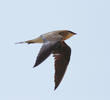 Black-winged Pratincole