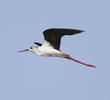 Black-winged Stilt (Male)