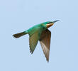 Blue-cheeked Bee-eater (Juvenile)