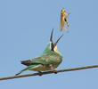 Blue-cheeked Bee-eater (Juvenile)