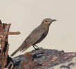 Blue Rock Thrush (Immature autumn)