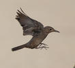 Blue Rock Thrush (Immature autumn)