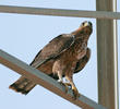 Bonelli’s Eagle (Immature)