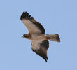 Booted Eagle (Pale morph)