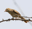 Booted Warbler