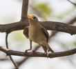 Booted Warbler