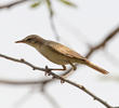Booted Warbler