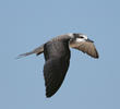 Bridled Tern (Juvenile)