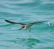 Bridled Tern 