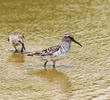 Broad-billed Sandpiper (Breeding plumage)