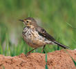 Buff-bellied Pipit (Non-breeding plumage)