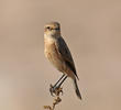 Byzantine Stonechat (female)