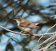 Caspian Reed Warbler 