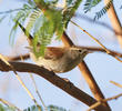 Cetti’s Warbler 