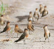 Collared Pratincole