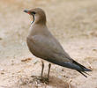 Collared Pratincole