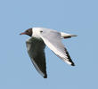 Common Black-headed Gull (Spring)