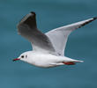 Common Black-headed Gull (Winter)