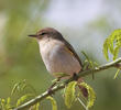 Common Chiffchaff