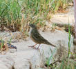 Common Grasshopper Warbler 