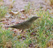 Common Grasshopper Warbler