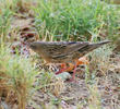 Common Grasshopper Warbler