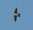 Common House Martin