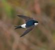 Common House Martin