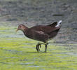 Common Moorhen (Immature)