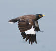 Common Myna 