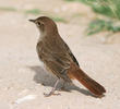 Common Nightingale 