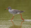 Common Redshank (Breeding plumage)