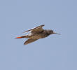 Common Redshank 