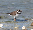 Common Ringed Plover (Non - breeding)