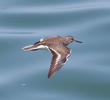 Common Sandpiper