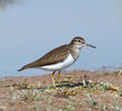 Common Sandpiper