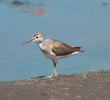 Common Sandpiper (Non - breeding)