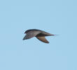 Common Swift 