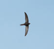 Common Swift 