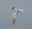 Common Tern