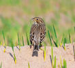 Corn Bunting