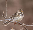 Corn Bunting 