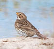 Corn Bunting 