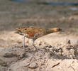 Corncrake