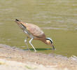 Cream-coloured Courser