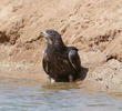 Crested Honey Buzzard (Dark morph)